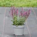 szalwia-omszona-rozowa-rosa-1.jpg