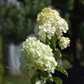 hortensja-polar-bear-sadzonka-3l.jpg