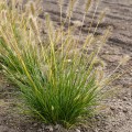 gelbstiel_pennisetum-alopecuroides_rosa.jpg