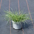 gelbstiel_pennisetum-alopecuroides_rosa-2.jpg