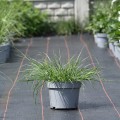gelbstiel_pennisetum-alopecuroides_rosa-3.jpg