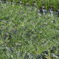 gelbstiel_pennisetum-alopecuroides_rosa-4.jpg