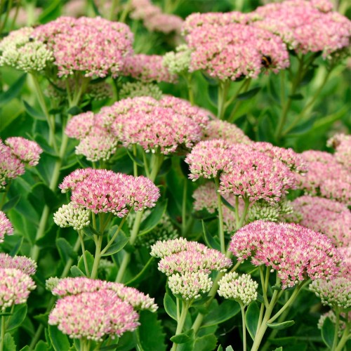 rozchodnik-okazaly-rosa-4.jpg
