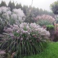 rozplenica-moudry-rosa-4.jpg