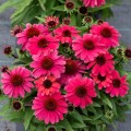jezowka-rosa-.jpg