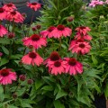 jezowka-rosa-3.jpg