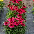 jezowka-rosa-4.jpg