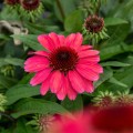 jezowka-rosa-5.jpg