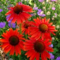 jezowka-hot-lava-rosa-1.jpg