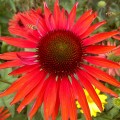 jezowka-hot-lava-rosa-3.jpg