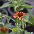 jezowka-hot-lava-rosa-7.jpg