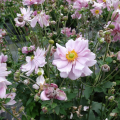 rosa-zawilec-mont-rose-1.png