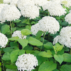 Hortensja drzewiasta 'Strong Annabelle'  3,5 L