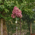 vanille-fraise-3.png