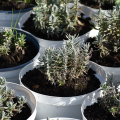 hidcote-compact-blue.png
