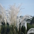miskant-memory-4.jpg