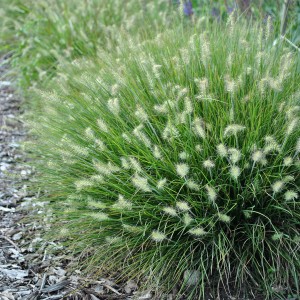 Rozplenica 'Little Bunny' 2L