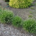 little-bunny_pennisetum-alopecuroides-rosa-4.jpg