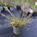 little-bunny_pennisetum-alopecuroides-rosa-2l.jpg