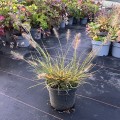 little-bunny_pennisetum-alopecuroides-rosa-2l-1.jpg