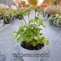 mont-rose_anemone_rosa-jesien.jpg