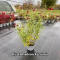 duchess-of-edinburgh_chrysanthemum-hybrida_rosa-jesien.jpg