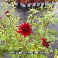 duchess-of-edinburgh_chrysanthemum-hybrida_rosa-jesien-2.jpg