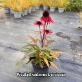 fountain-red-jesienjpg.jpg