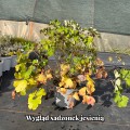 blue-barlow_aquilegia-vulgaris_rosa-jesien.jpg