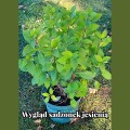 lime-light-rosa-sadzonka-3l-jesien.jpg