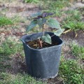 hibiskus-2L.jpg