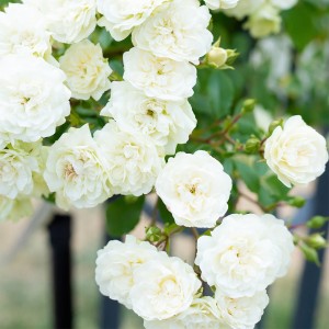 Róża Pnąca "White Blush"